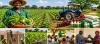 Agricultural Productivity in Banda. . .
