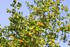 African boxthorn: A threat to local biodiversity and agriculture