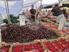 Dutch Initiative Provides Experience Exchange for Bulgarian Fruit Producers