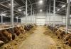 EU livestock numbers fall again in 2025 – Eurostat