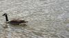 Water researcher explains if it is safe to swim in Pittsburgh rivers