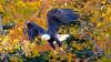 See more photos of bald eagles in Wisconsin      