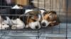 Minnesota's 33 rescued beagles all find homes after leaving breeder that supplied test labs