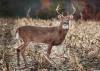 Bill Introduced To Protect PA Wildlife From Animal Cruelty
