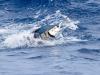 Four Top International Fishing Destinations for Summer