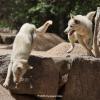 N. Korea's national dog and the heritage of Korea's native canines
