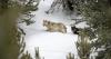 In dueling papers, scientific barbs, researchers' fight over Yellowstone wolves, aspens soldiers on
