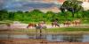 “ZBC’s Wild Africa Adventures” Africa’s First Weekly Wildlife TV Magazine Show Launched  in Zimbabwe 