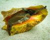 Mobile lab gives Caribbean’s iconic Queen conch new hope