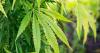 Cannabis farmer claimed he 'didn't trust anyone else to grow it'
