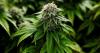 Legal Cannabis Would Bring Positive Change to Winston Salem