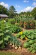 July Vegetable Gardening in Alabama: Tasks, Timing, and What to Plant