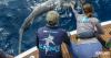 Graduate students awarded Guy Harvey Fellowships to advance shark research