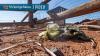 Dog waste is more than 'an eyesore' — experts say it harms Southern Utah's habitats
