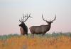 What hunters should know for Utah’s 2026 deer and elk hunts