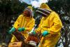 Beekeeping: A cornerstone of South Africa's agricultural sustainability