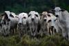 South Africa adopts new Foot and Mouth Disease control framework for livestock sector