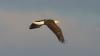 DNR: Another banner nesting year for bald eagles in Georgia