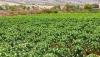9,000 papaya trees cultivated in Nizwa project boosting food security