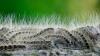 As Germany swelters, toxic caterpillars swarm 