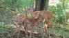 Pennsylvania targets wildlife crashes on highways with new work group