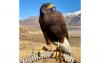 A rescue hawk not native to Utah and dependent on humans is missing in Sugar House. Can you help find him?