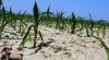 Dutch authorities warn of looming water shortage as drought intensifies