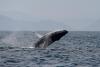 Sightings of humpback whales surge in Rio de Janeiro, fueling demand for whale-watching trips