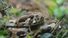 A Possible Rattlesnake Sighting Has Bermuda Residents Checking Yards and Dense Vegetation