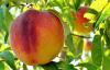 Chilean stone fruit industry eyes strategic pivot to restore consumer trust