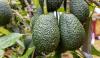 Peruvian avocado exports hit 60 percent milestone amid season adjustments