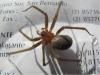 Venomous Chilean spider recorded in Portugal for the first time
