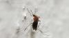 Mississippi health officials announce first West Nile virus case of 2026