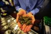 New state law expected to increase patient access to Georgia’s medical cannabis program