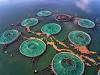 Seafood industry giants failing to tackle pollution, new study finds