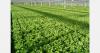 British Growers launches horticulture partnership scheme