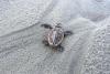 Georgia is on track for a record-high turtle nesting season. What's behind the good news