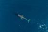 Fisherman spots humpback floating offshore before 40-foot whale washes up on New York beach