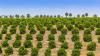 Florida Invests $196 Million To Support Citrus Industry Recovery