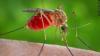 Oregon Health Authority Warns Of Rising Risk As Mosquito Season Peaks