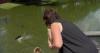 Southwest Florida experts explain why summer brings more alligator encounters