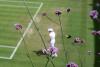 Match point for climate change: All-white and lavender: Wimbledon hunts drought-resistant flowers