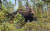 Monstrous Bull Moose Knocks Its Paddles Through The Trees In Maine