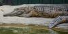 What Happened to Australasia’s Lost Crocodiles? New Research Reveals a Dramatic Extinction Story