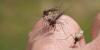 MSDH confirms first human case of West Nile virus in Mississippi