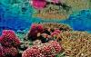 Scientists Have Found Climate-Resistant Coral Reefs Around the World Totaling the Size of Wisconsin