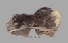 1,100-Year-Old Mummified Dogs from Peru Analyzed