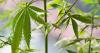 Arizona marijuana recall tied to possible fungus contamination, ADHS say
