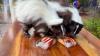 Florida Aquarium unveil skunk sisters in star-spangled debut