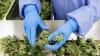Governor Okays Nebraska Medical Marijuana Regulations